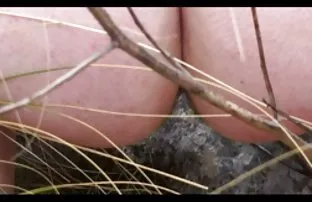 XXX వీడియో సెక్స్ పెద్ధ కాయలు